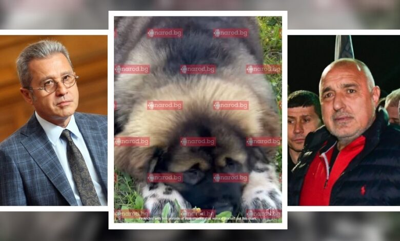 Авери в Narod.bg: Йордан Цонев подари на Бойко куче за 5000 лева, внесено от Русия (СНИМКА)