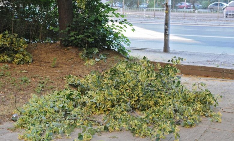 Арестуваха берачи на липов цвят край Троян