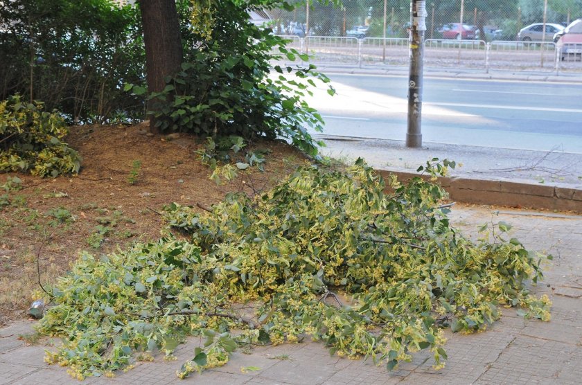 Арестуваха берачи на липов цвят край Троян