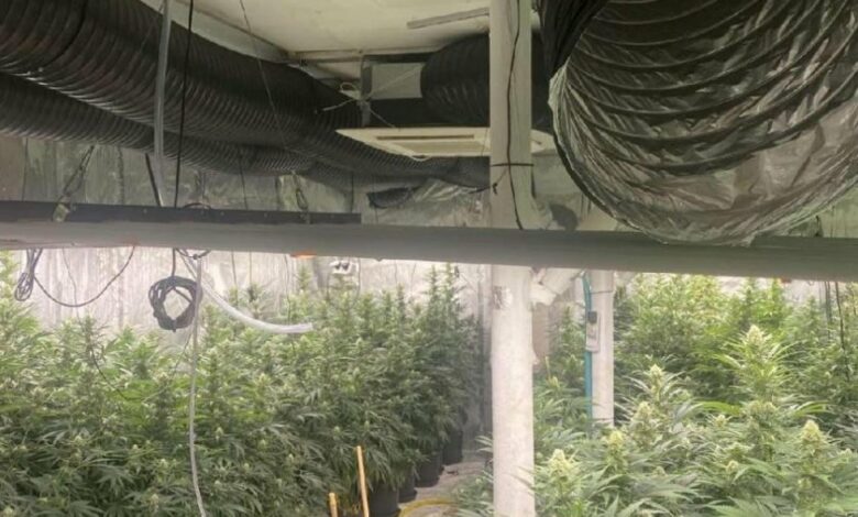 ГДБОП разкри наркооранжерия край Нова Загора, трима са задържани (СНИМКИ)