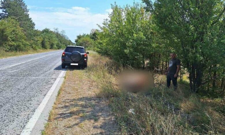 Благороден елен е убит на пътя София-Варна