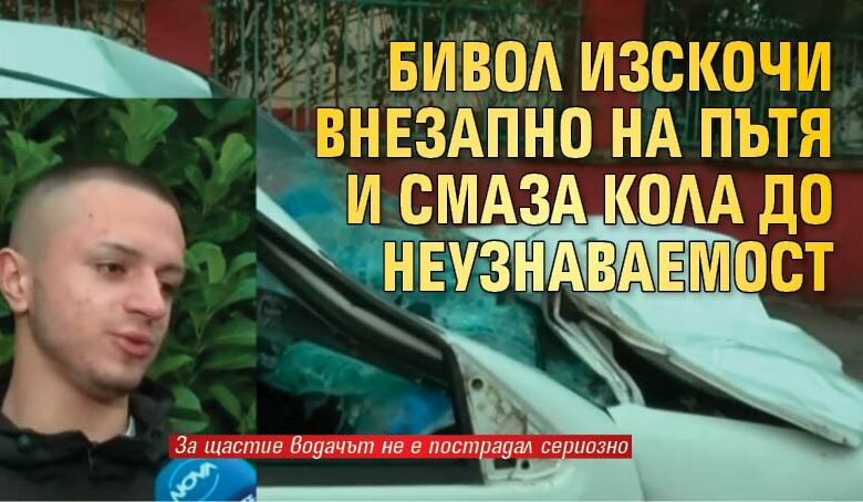 Бивол изскочи внезапно на пътя и смаза кола до неузнаваемост
