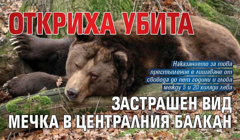 Откриха убита застрашен вид мечка в Централния Балкан