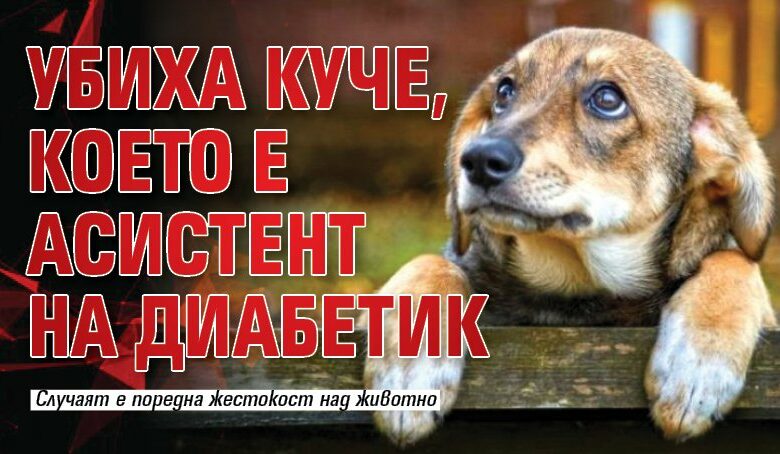 Убиха куче, което е асистент на диабетик