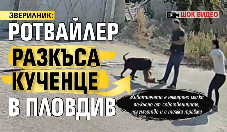 ЗВЕРИЛНИК: Ротвайлер разкъса кученце в Пловдив (ШОК ВИДЕО)