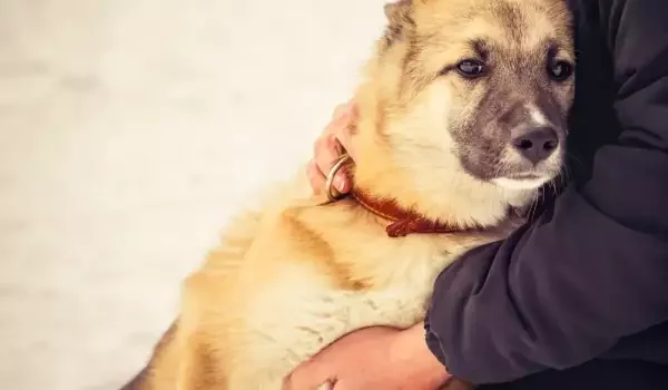 Само в Lupa.bg: Съсед на близнаците Динкови от Цалапица потъна с кучето си вдън земя