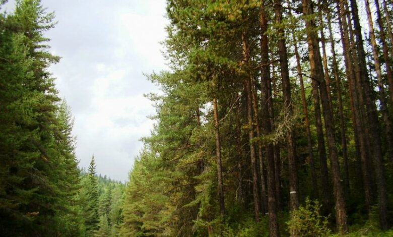 Влюбен Ромео изчезна в горите край Горна Оряховица