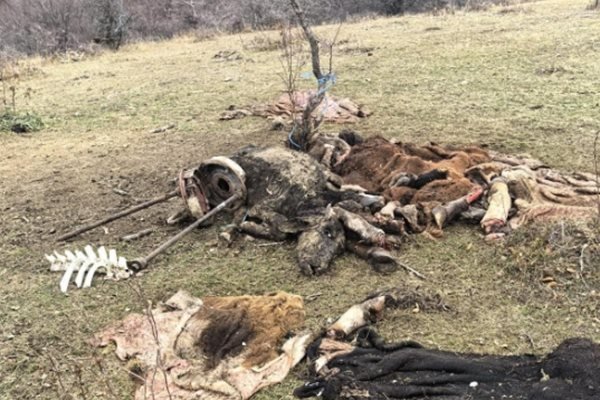 Грозна находка: Откриха разчленени животни в парк "Централен Балкан" (СНИМКИ)