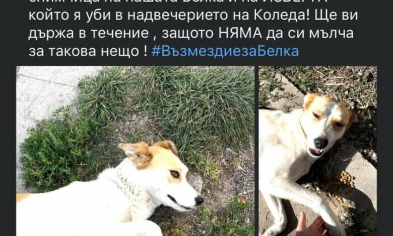 Изрод преби до смърт куче преди Коледа