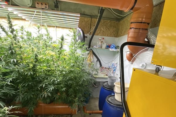 Разкриха 2 наркооранжерии при спецоперация във Варна (СНИМКИ)