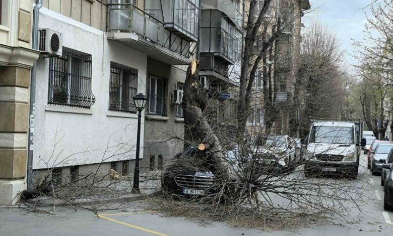 Дърво се стовари върху кола във Варна (СНИМКИ)
