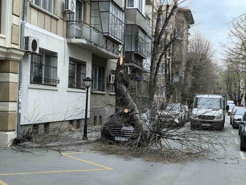 Дърво се стовари върху кола във Варна (СНИМКИ)