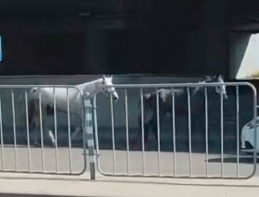 Пловдивски полицаи влязоха в гонка с коне в "Столипиново" (ВИДЕО)