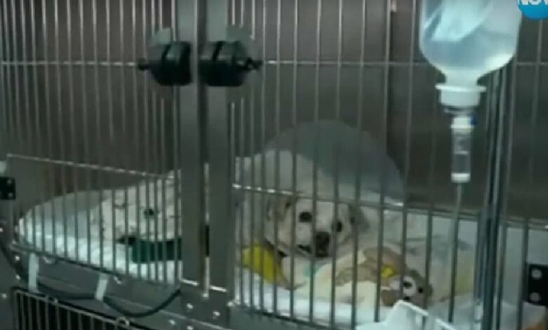 Прокуратурата във Велико Търново извърши проверка по случая с раненото куче в Свищов