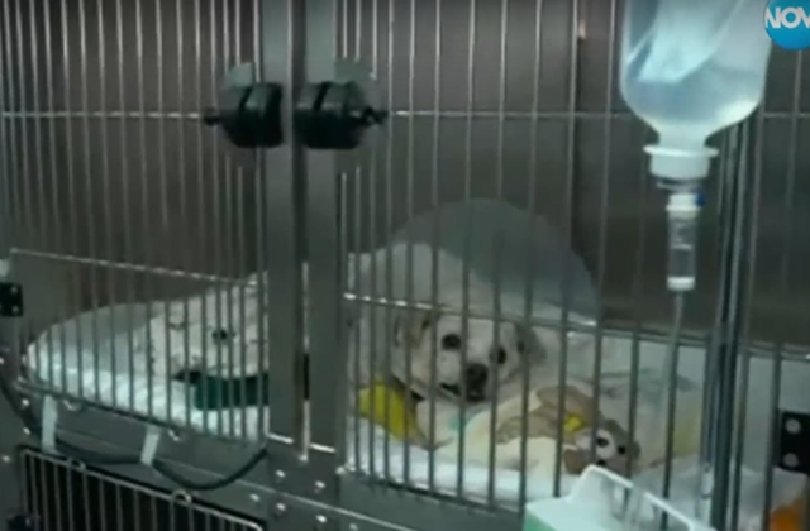 Прокуратурата във Велико Търново извърши проверка по случая с раненото куче в Свищов