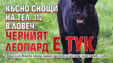 Късно снощи на тел. 112 в Ловеч: Черният леопард е тук