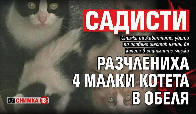 Садисти разчлениха 4 малки котета в Обеля (СНИМКА 18+)