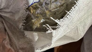 Удар: Полицията разкри две наркооранжерии в Бояна и Драгалевци