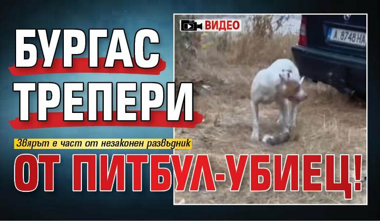 Бургас трепери от питбул-убиец! (ВИДЕО)