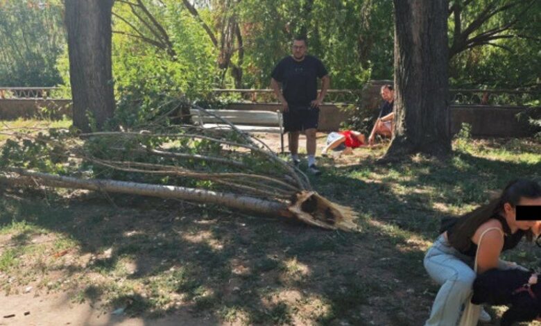 Огромен клон се стовари върху възрастен мъж в Пловдив