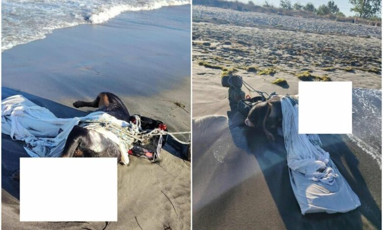 Потресаващо: Тяло на умишлено умъртвено куче изплува на плажа в Бургас