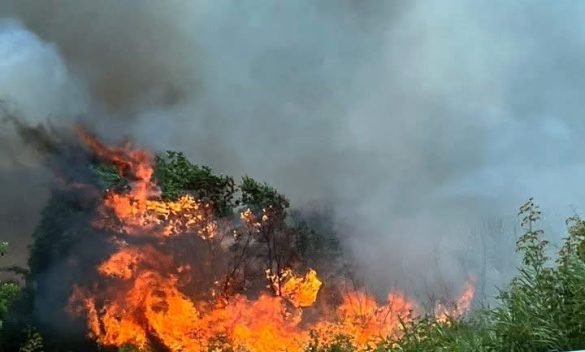 Пожар избухна край село Голяма Брестница