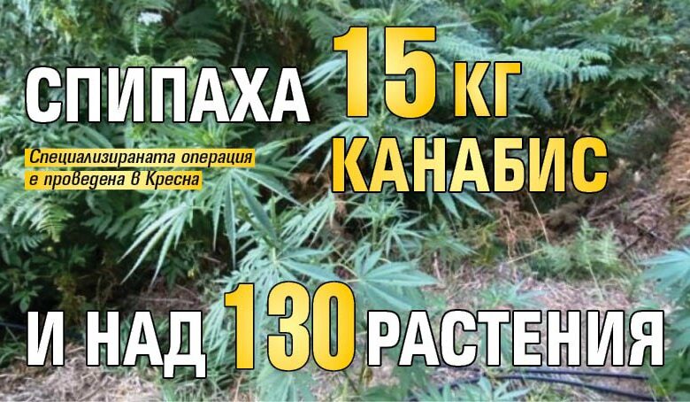 Спипаха 15 кг канабис и над 130 растения