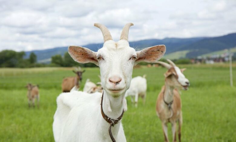 Застреляха кози в Старозагорско