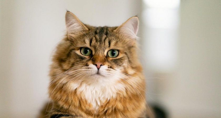 Разследват убийство на домашна котка