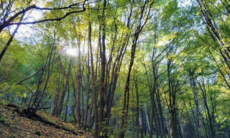 След 17 години: Съдът на ЕС осъди България за евтините заменки на горски земи