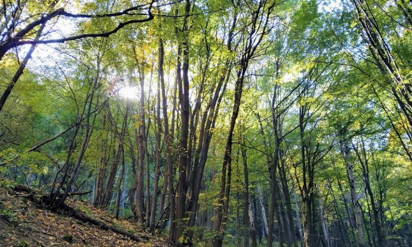 След 17 години: Съдът на ЕС осъди България за евтините заменки на горски земи