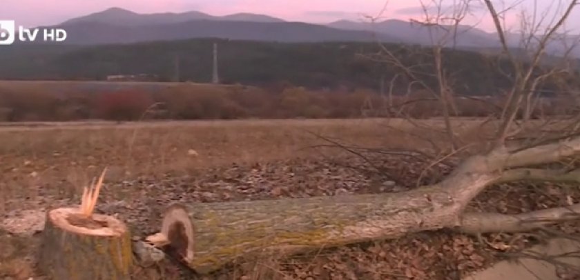 Вандали отрязаха тополи по пътя към хижа &bdquo;Яворов&ldquo;
