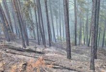 Горят близо 7 декара гори у нас