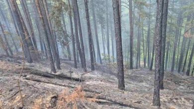 Горят близо 7 декара гори у нас