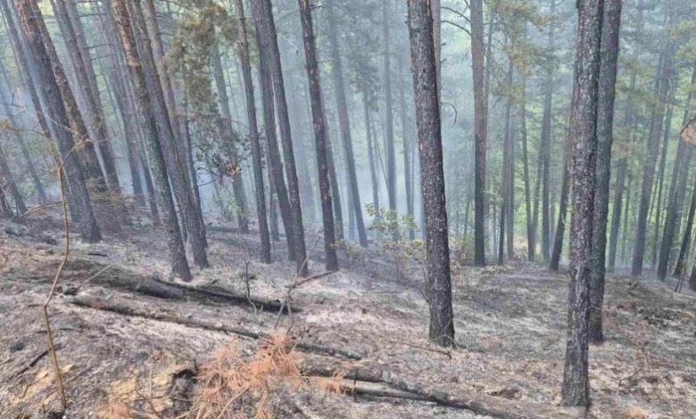 Горят близо 7 декара гори у нас