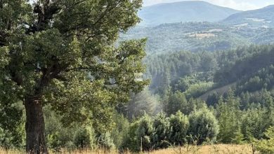 Пожар избухна в землището на Логодаж