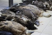 36-годишен мъж е задържан за отравянето на лешоядите