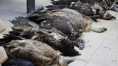 36-годишен мъж е задържан за отравянето на лешоядите